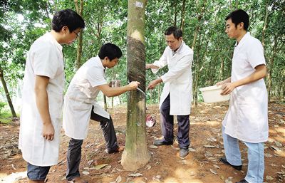 10月15日,以林钊沐(右二)研究员挂帅的“橡胶树割面营养增产素”课题组部分成员,在橡胶林里涂施试验科研新产品。