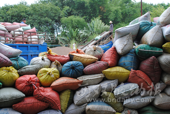 收购橡胶籽 收购橡胶籽